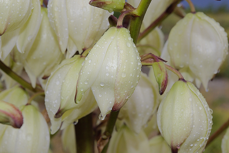 Yucca gloriosa